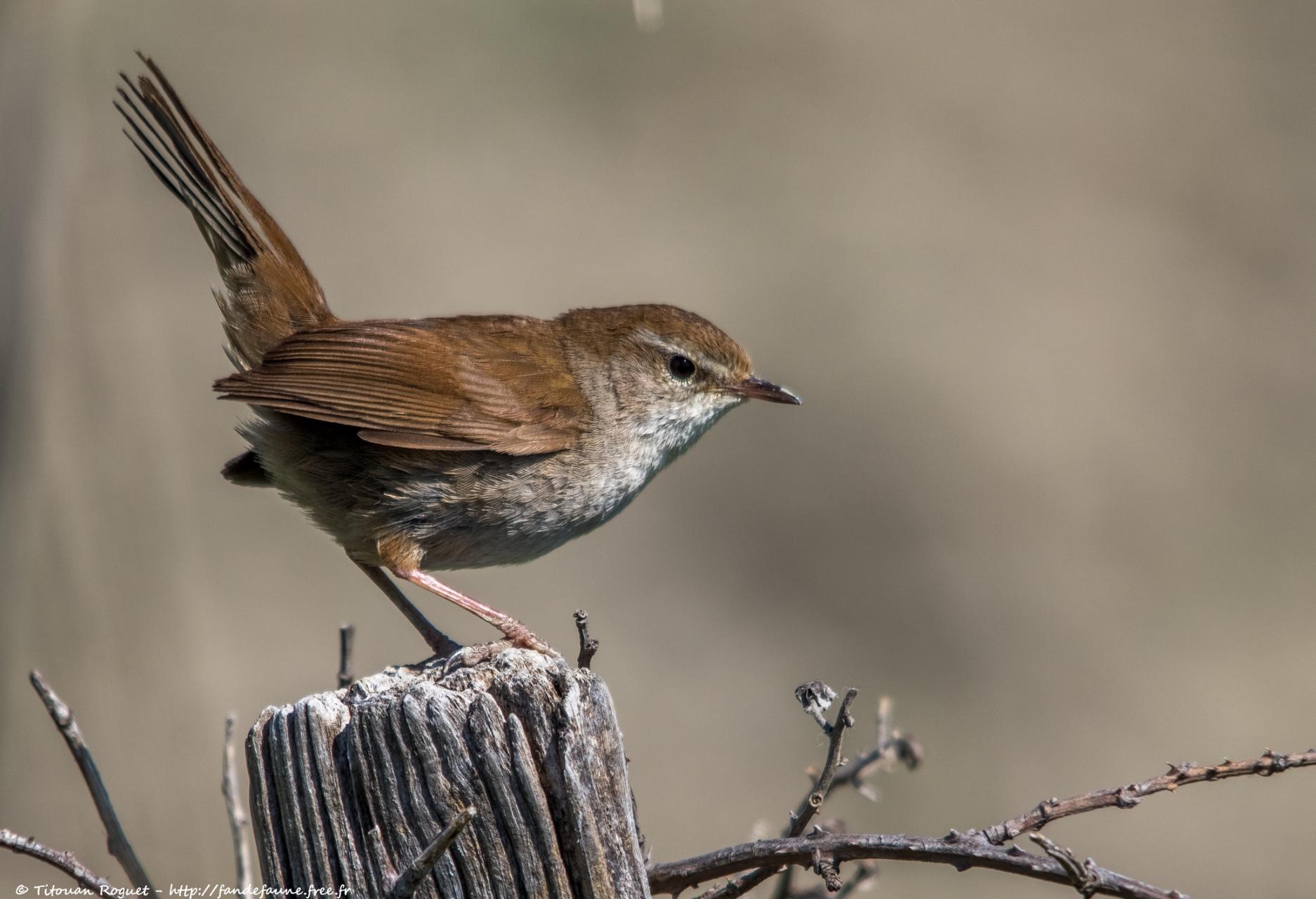 Bouscarle de Cetti (Cettia cetti) - Cetti's Warbler