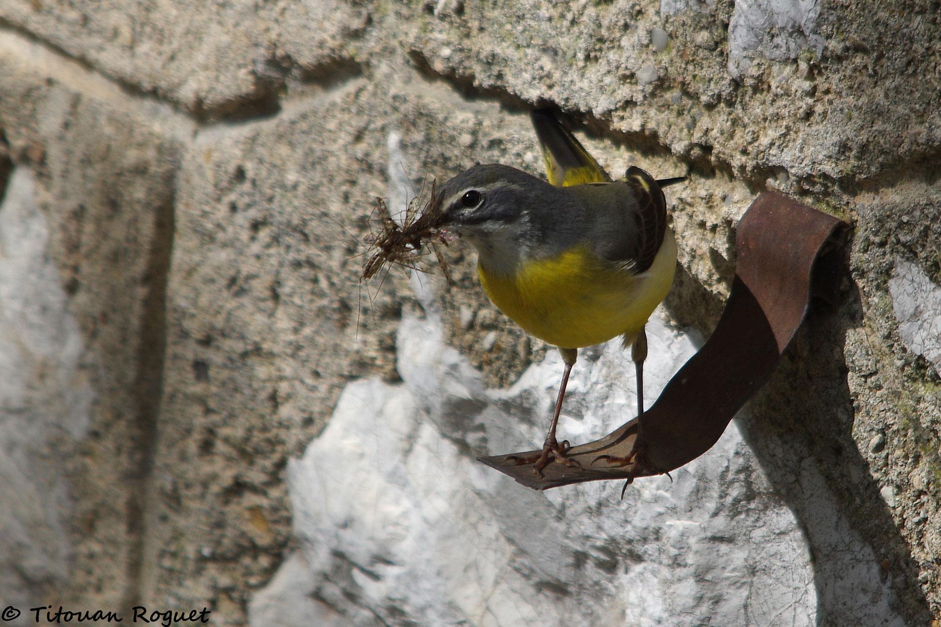 Bergeronnette des ruisseaux (Motacilla cinerea) - Grey Wagtail