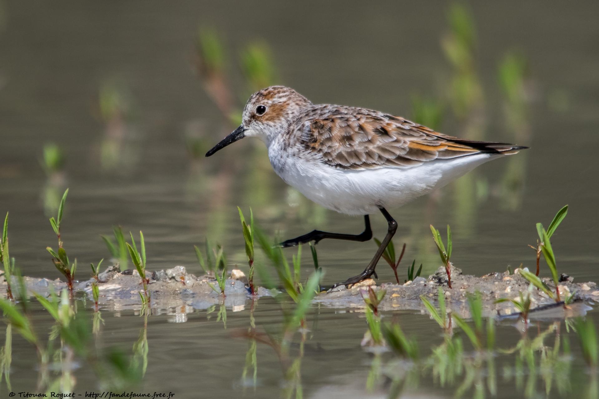 Bécasseau minute (Calidris minuta) - Little Stint