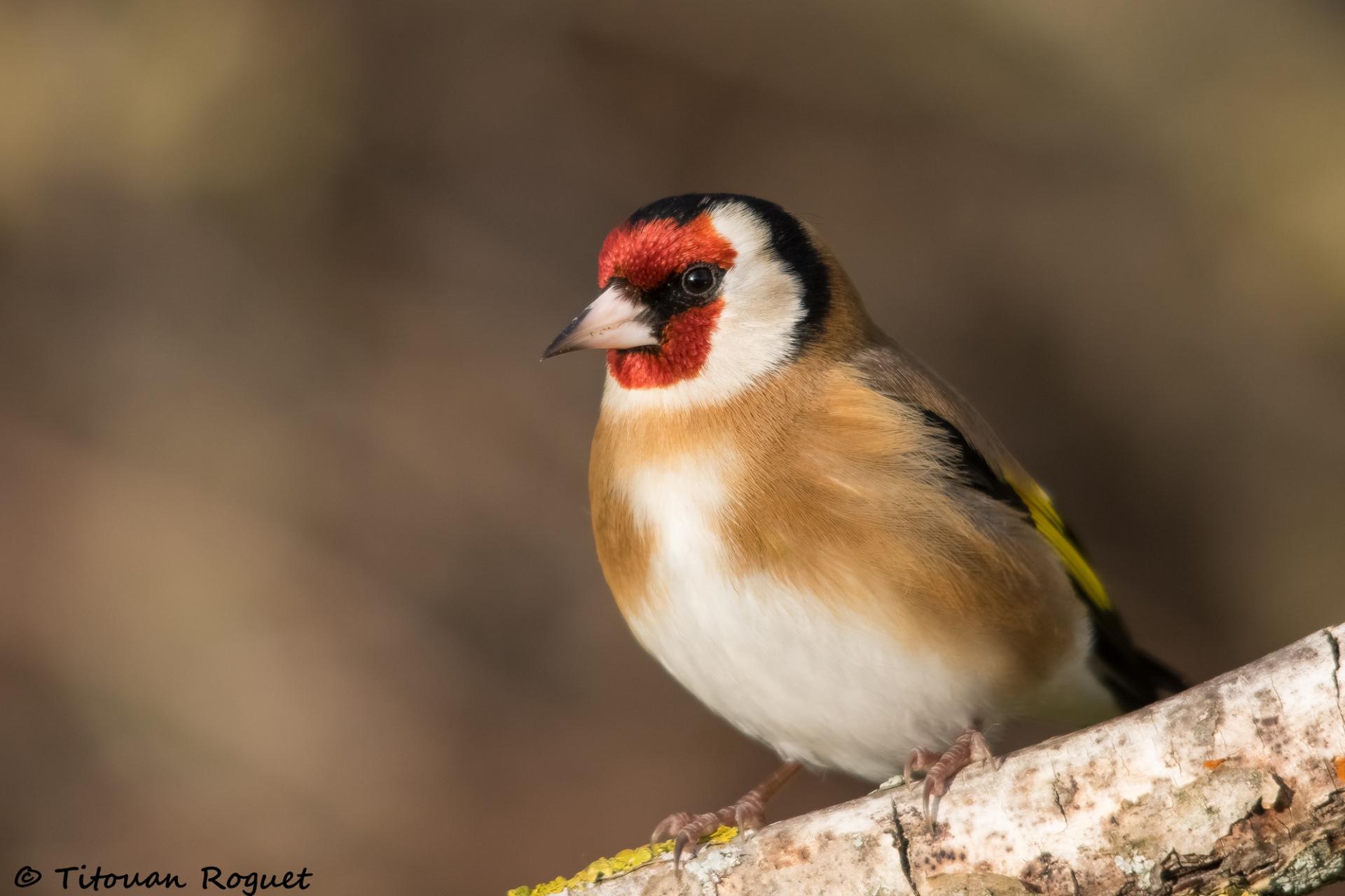 Chardonneret élégant (Carduelis carduelis) - European Goldfinch