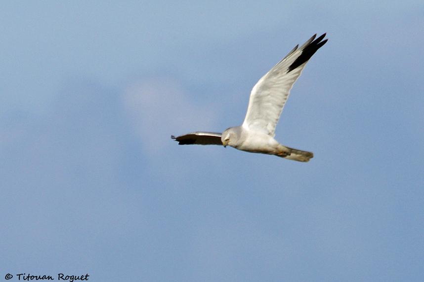 Busard pâle (Circus macrourus) - Pallid Harrier