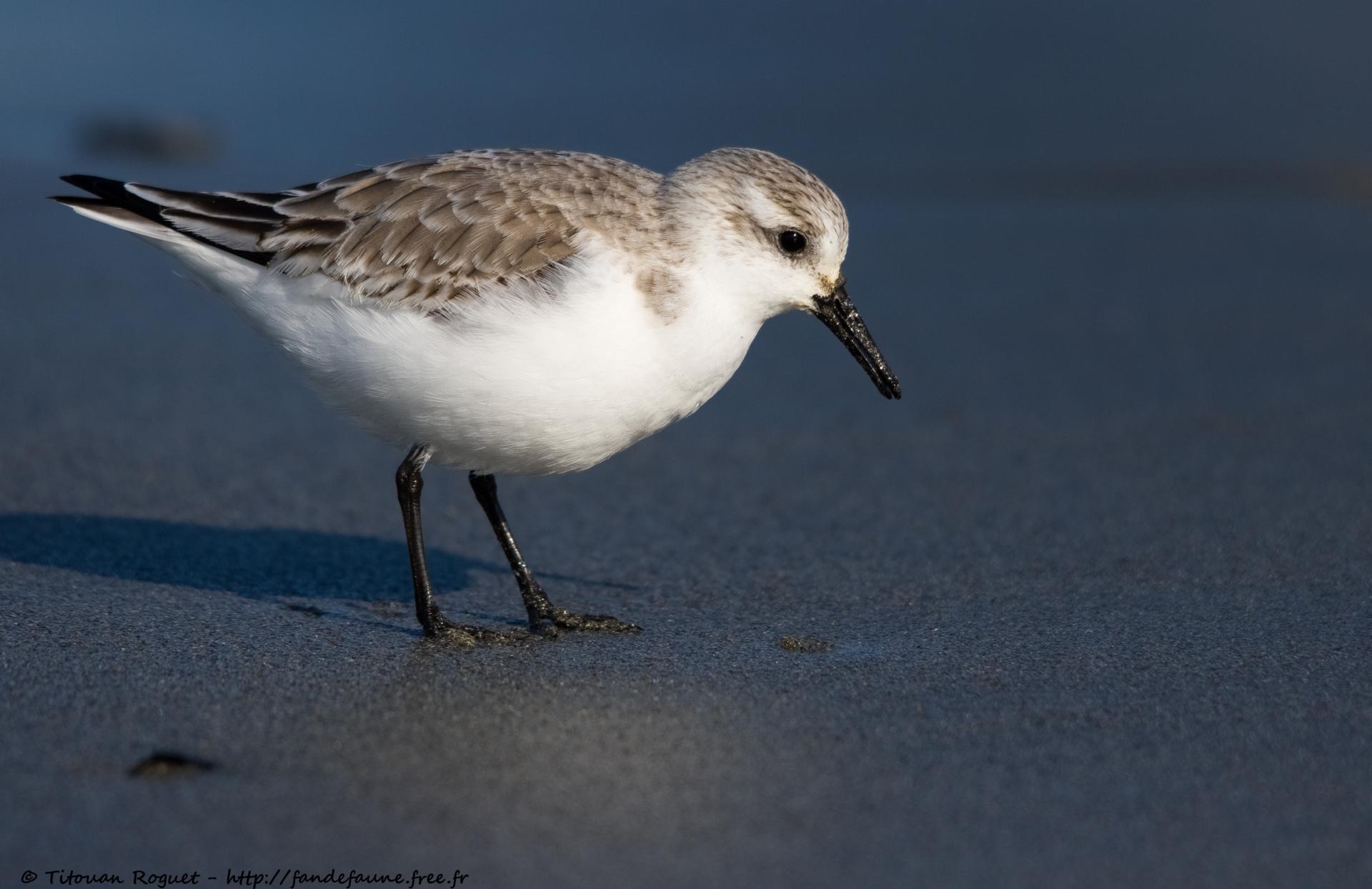 Bécasseau sanderling (Calidris alba) - Sanderling