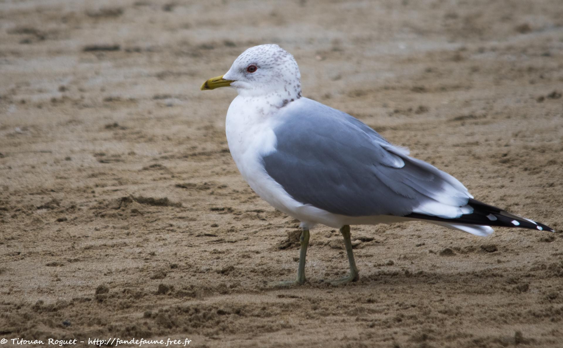 Goéland cendré (Larus canus) - Mew Gull