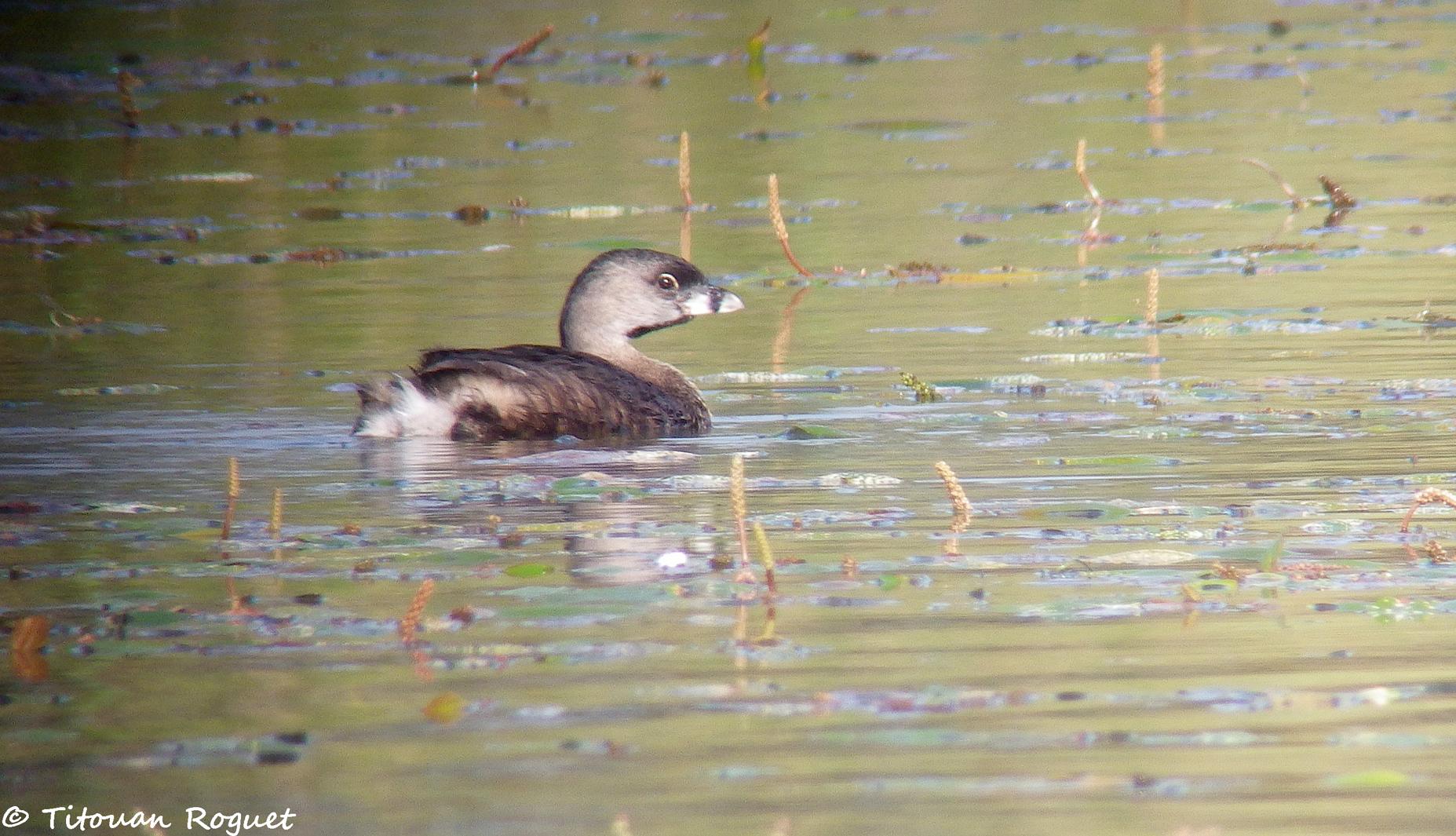 Grèbe à bec bigarré (Podilymbus podiceps) - Pied-billed Grebe