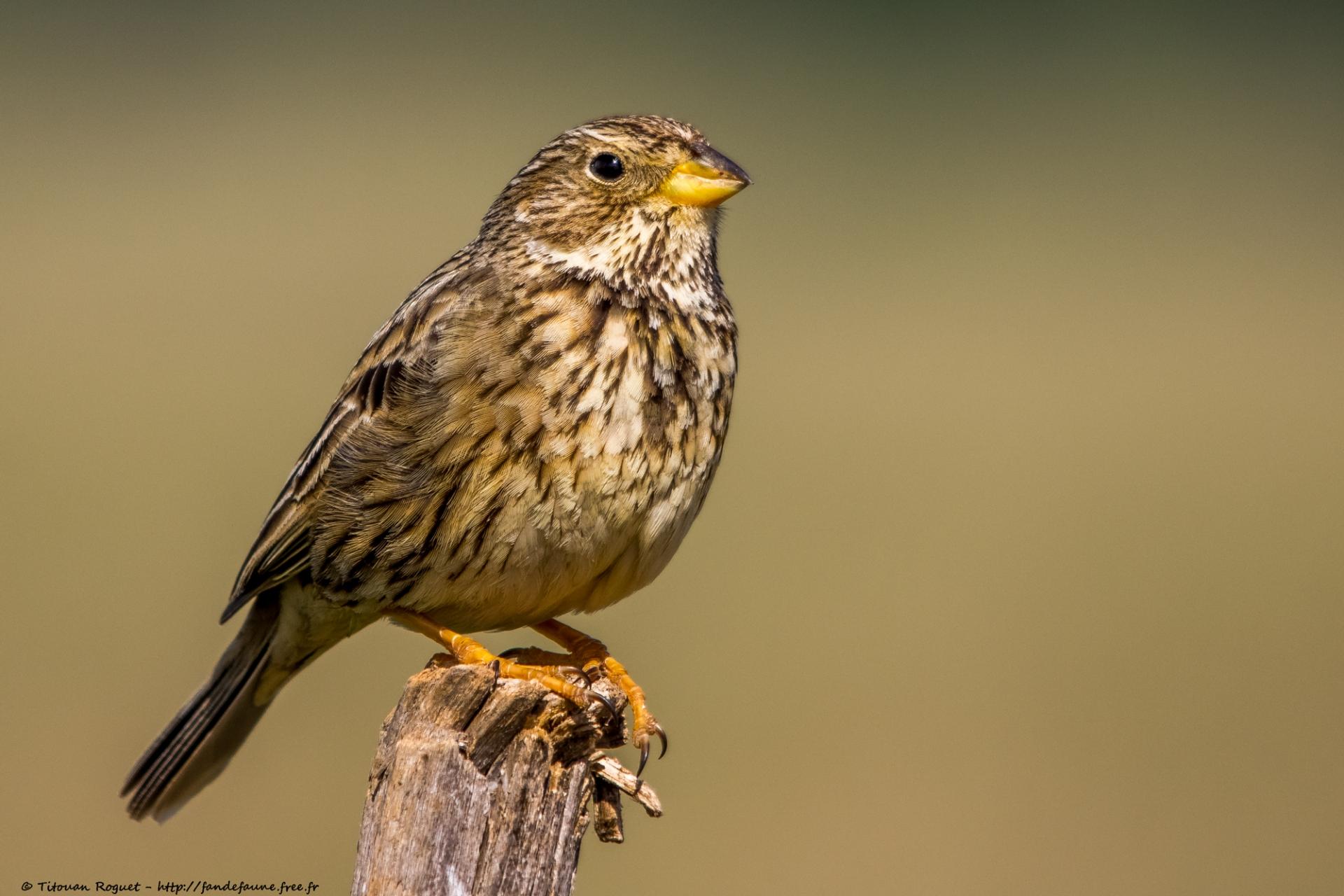 Bruant proyer (Emberiza calandra) - Corn Bunting