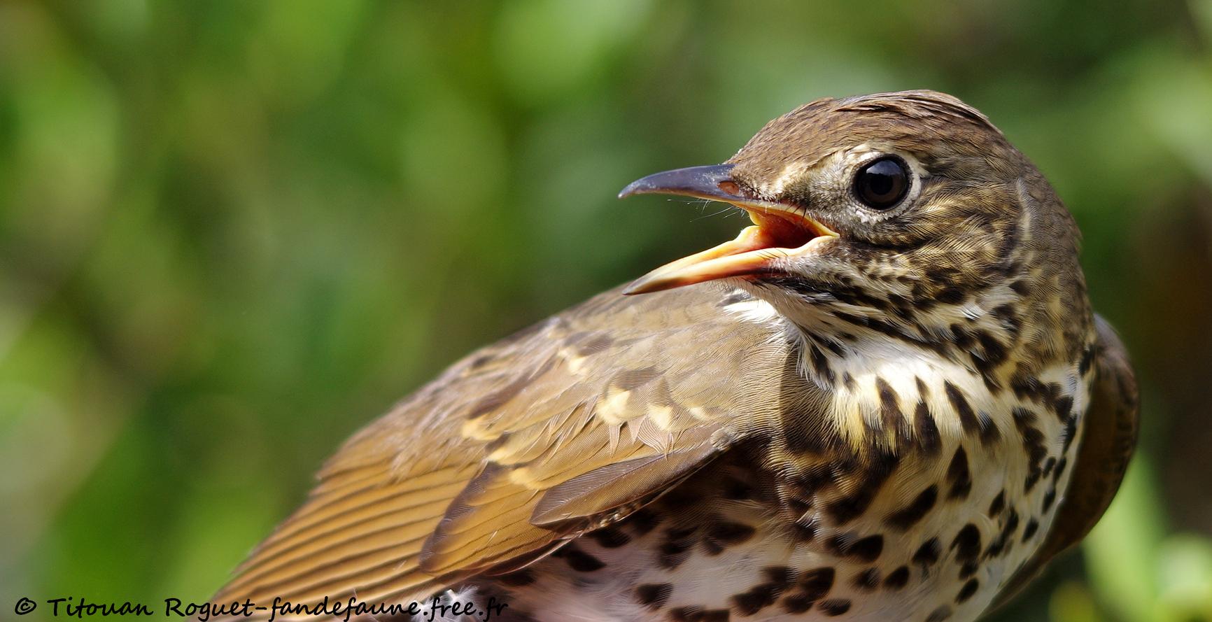 Grive musicienne (Turdus philomelos) - Song Thrush