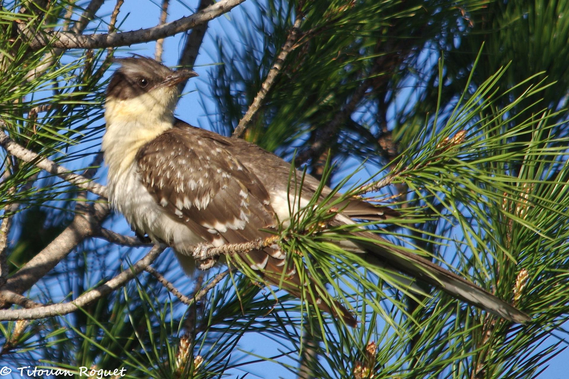 Coucou geai (Clamator glandarius) - Great Spotted Cuckoo