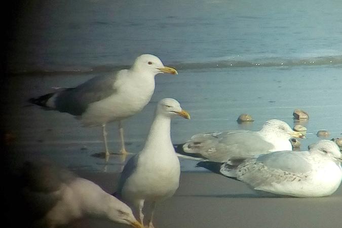 Goéland pontique (Larus cachinnans) - Caspian Gull