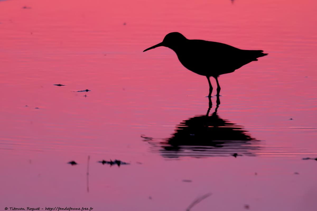 Chevalier culblanc (Tringa ochropus) - Green Sandpiper