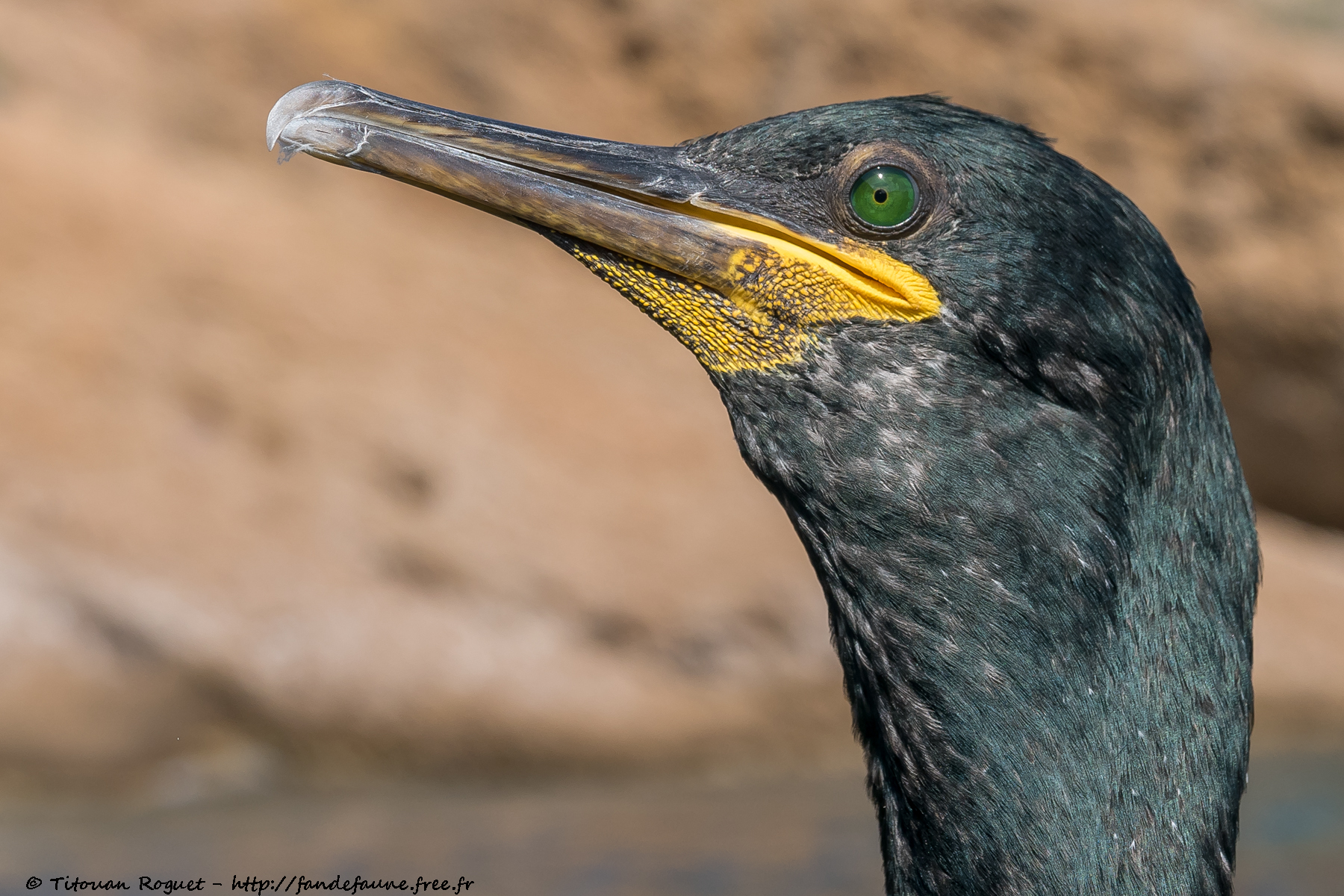 Cormoran huppé de Méditerranée (Phalacrocorax aristotelis desmarestii) - European Shag (desmarestii)