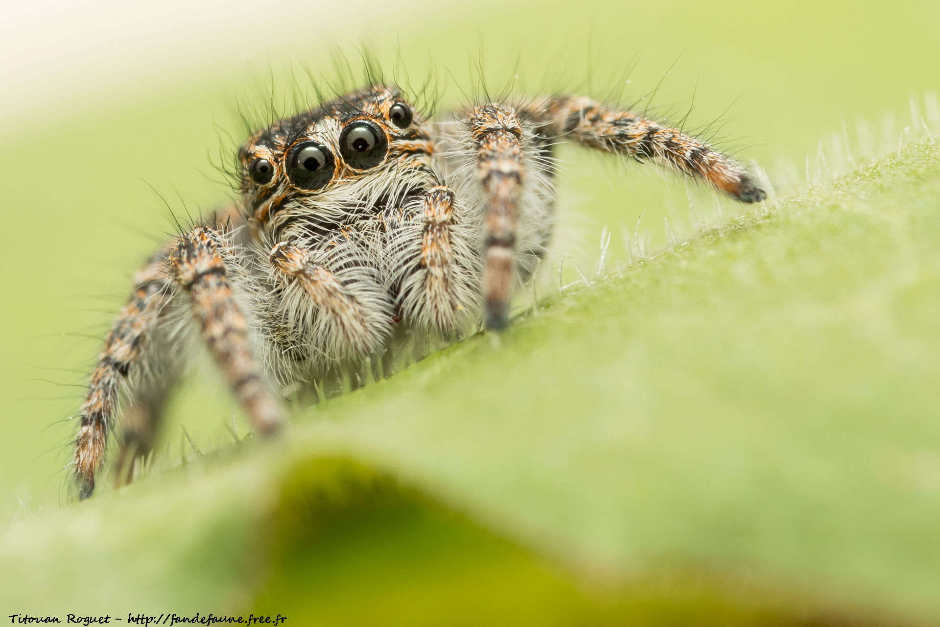 Philaeus chrysops