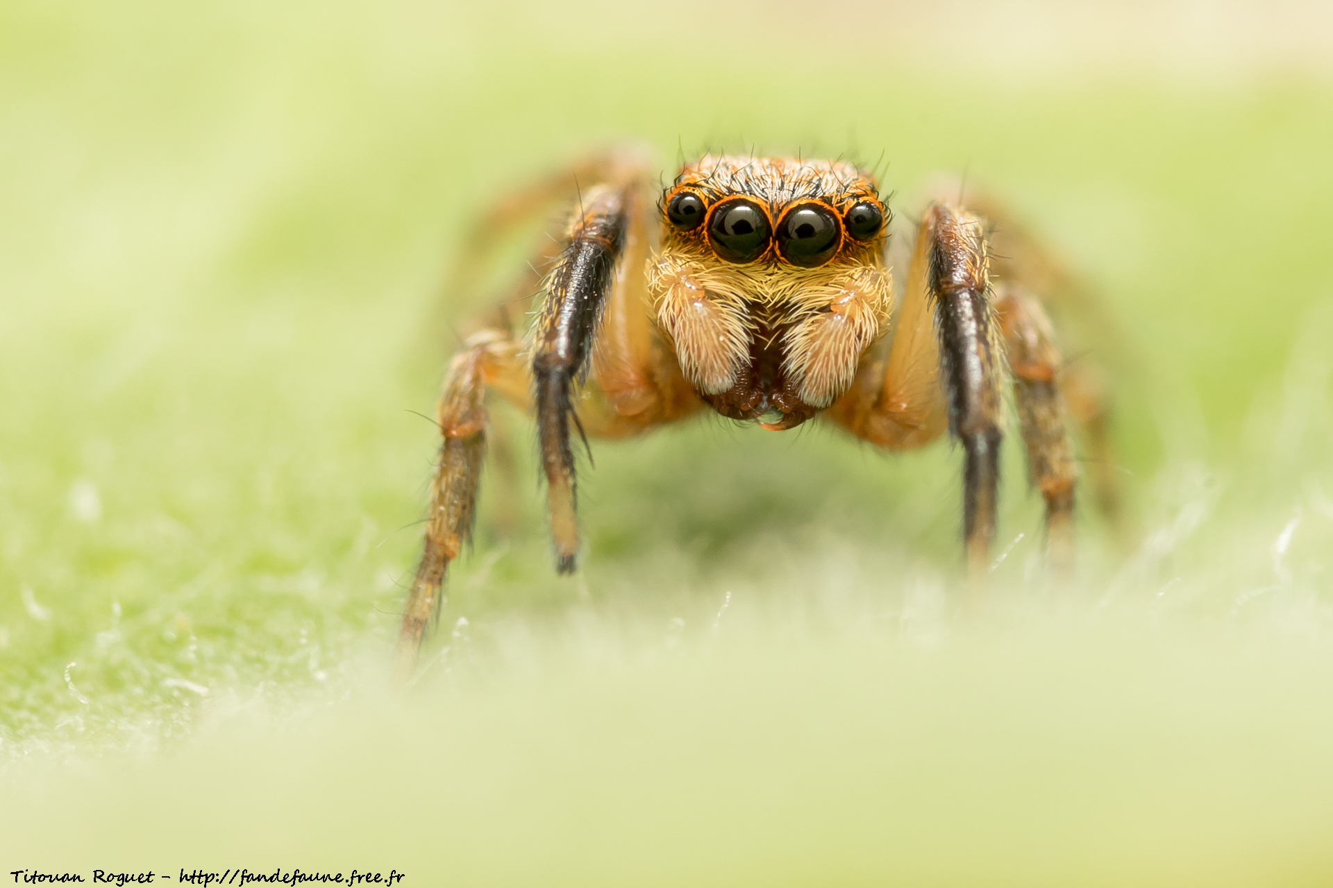 Pseudeuophrys vafra