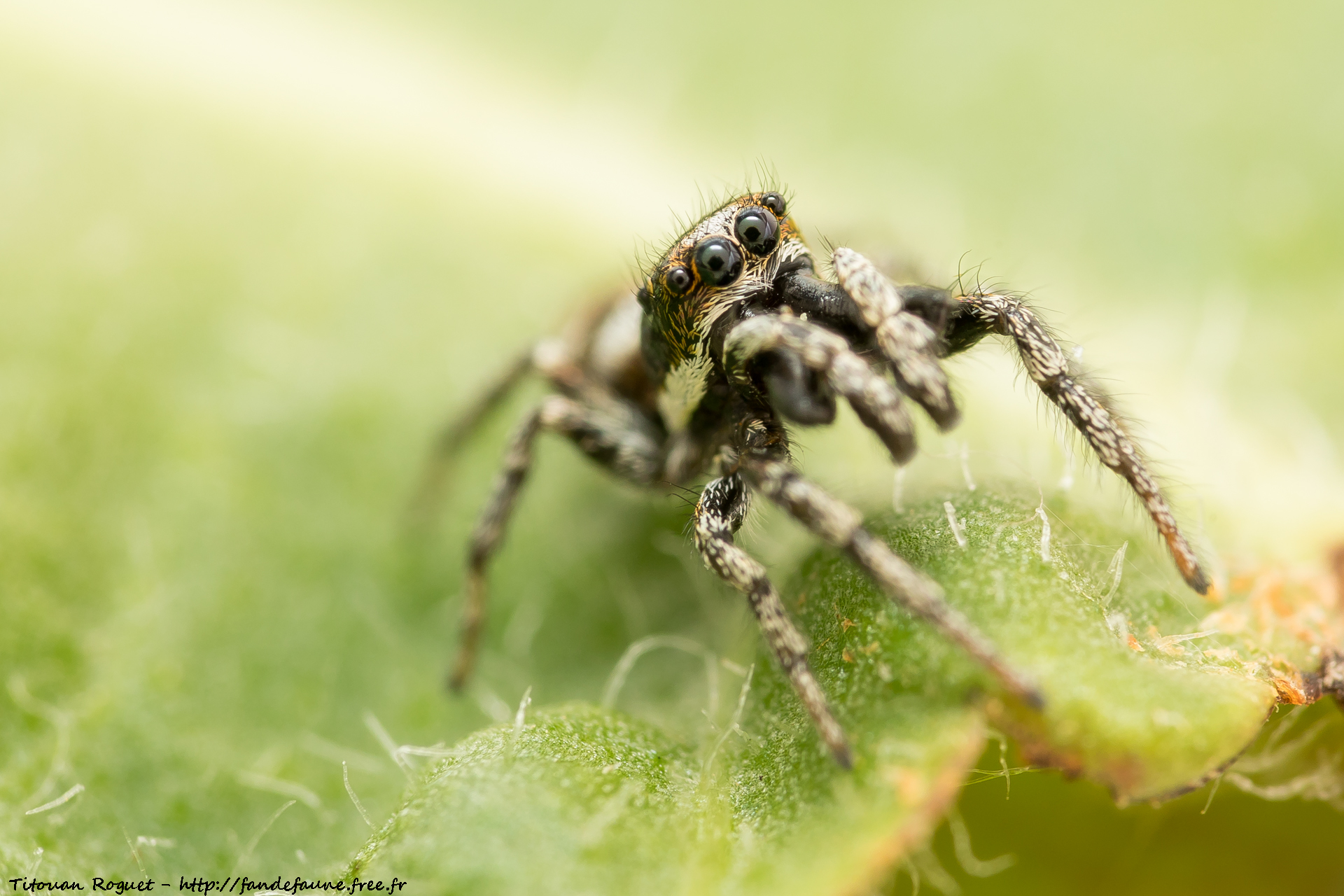 Salticus scenicus
