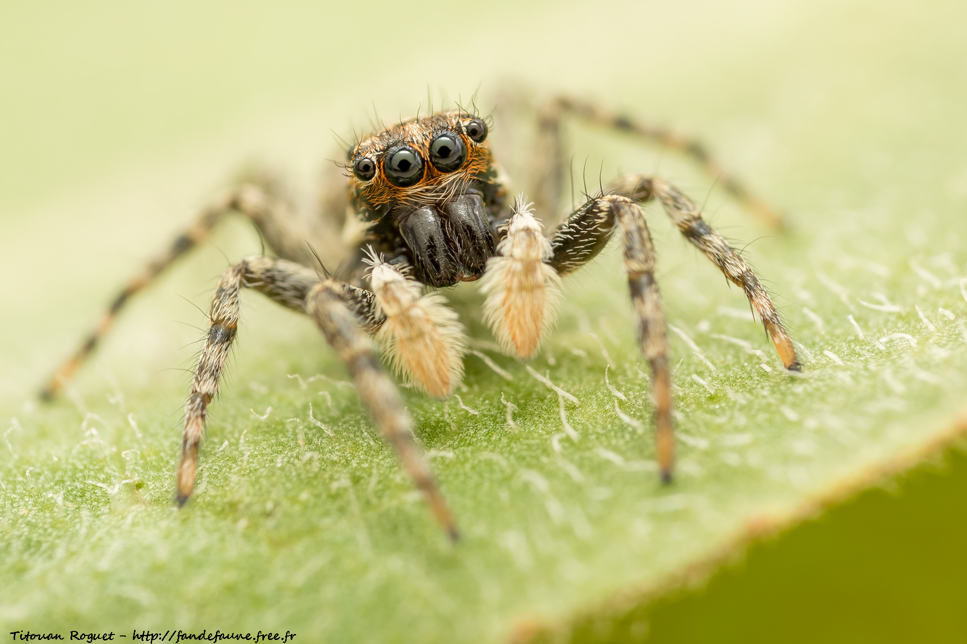 Menemerus semilimbatus