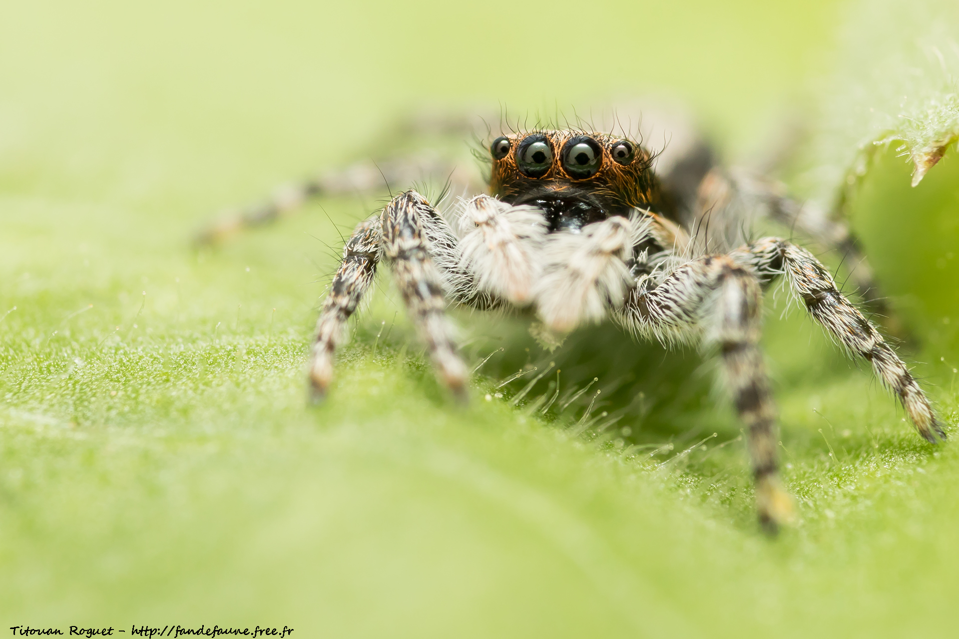 Menemerus taeniatus