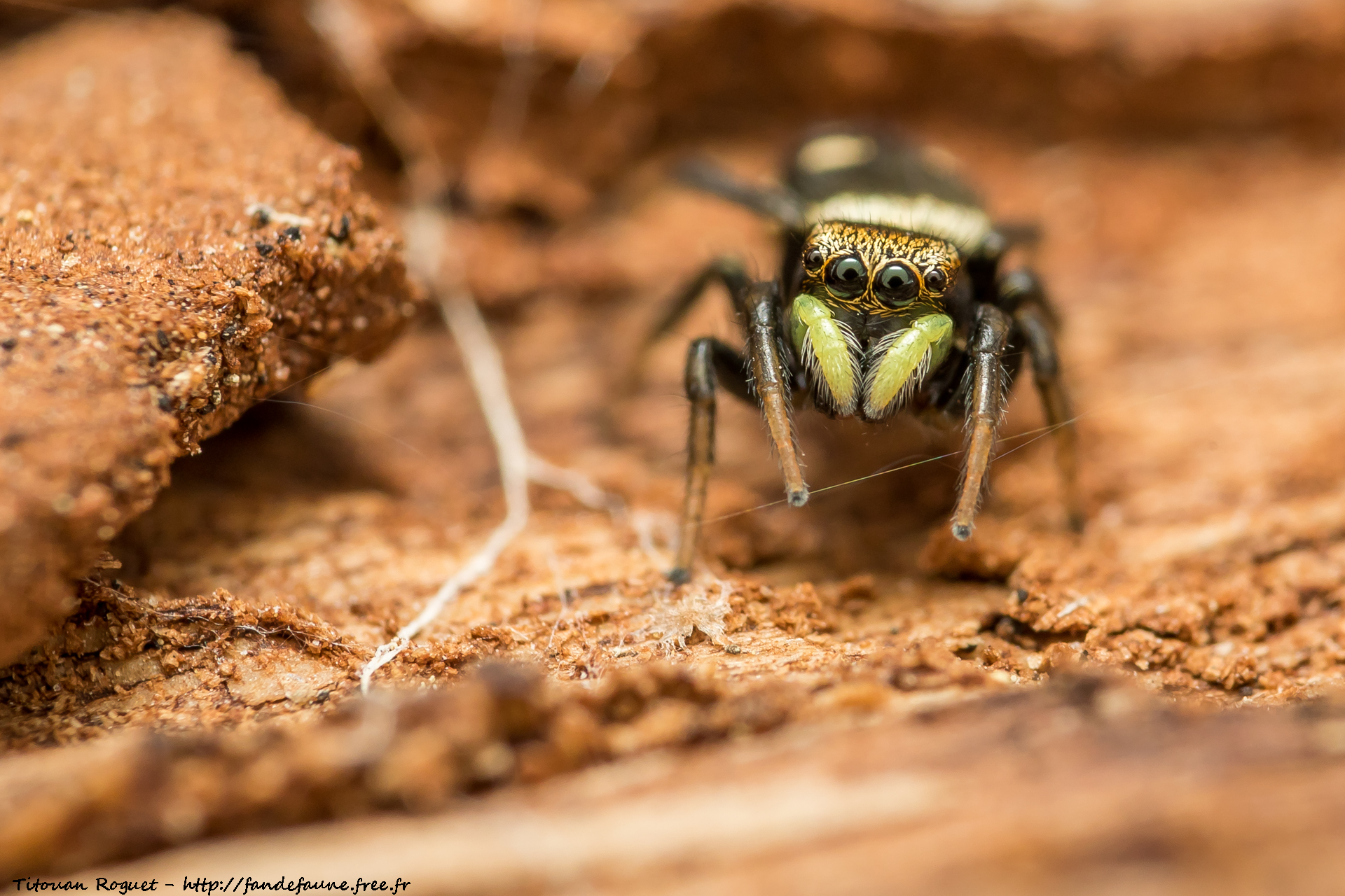 Heliophanus apiatus