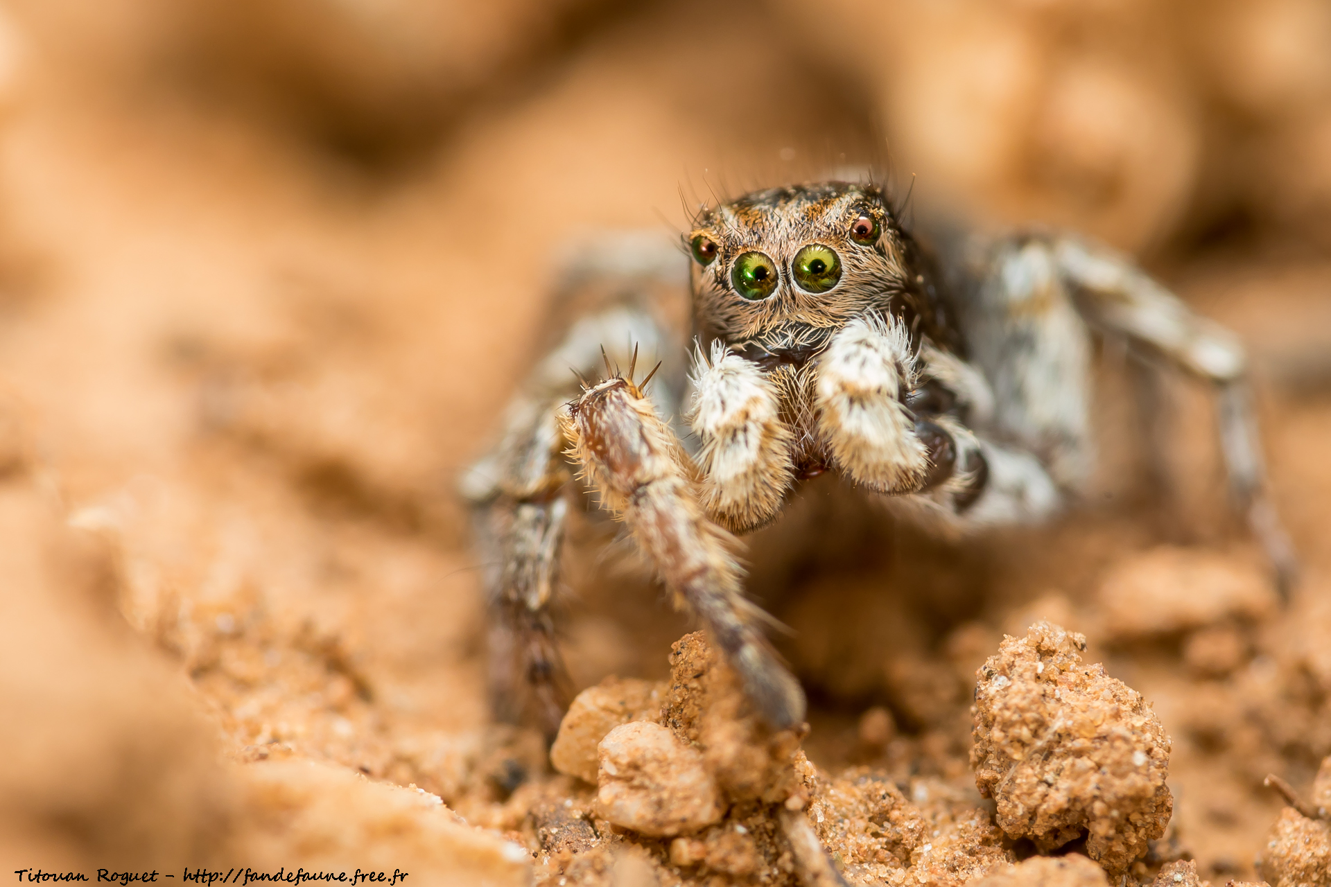 Aelurillus v-insignitus
