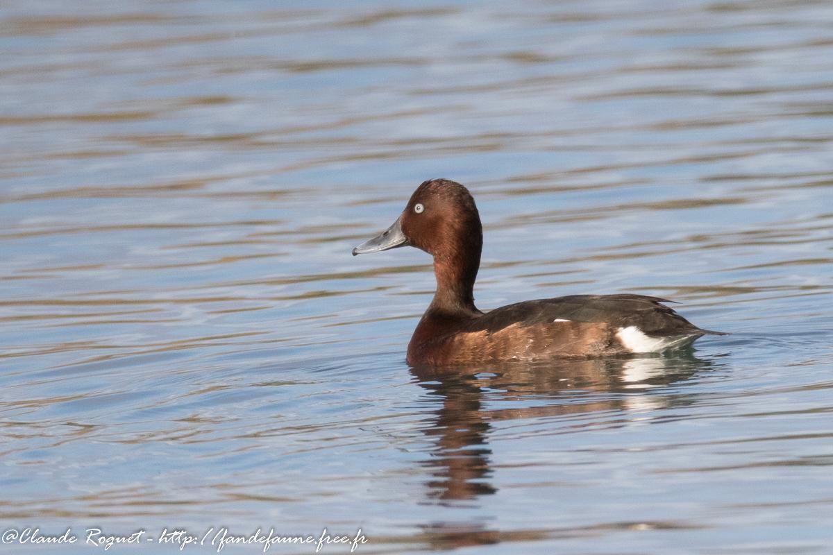Fuligule nyroca (Aythya nyroca) - Ferruginous Duck