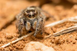 Pellenes brevis
