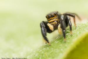 Euophrys herbigrada