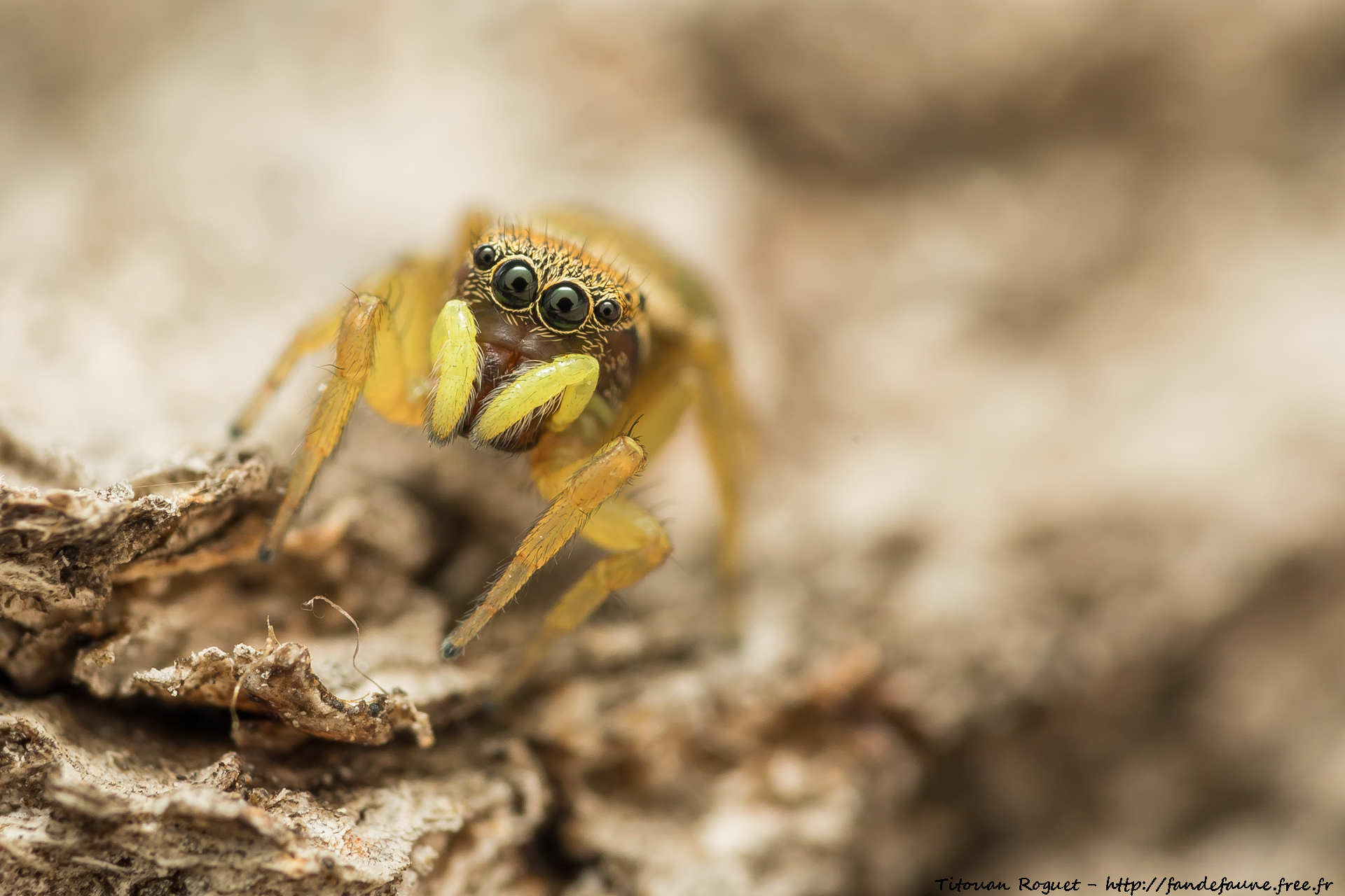 Heliophanus tribulosus