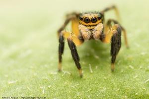 Euophrys sulphurea