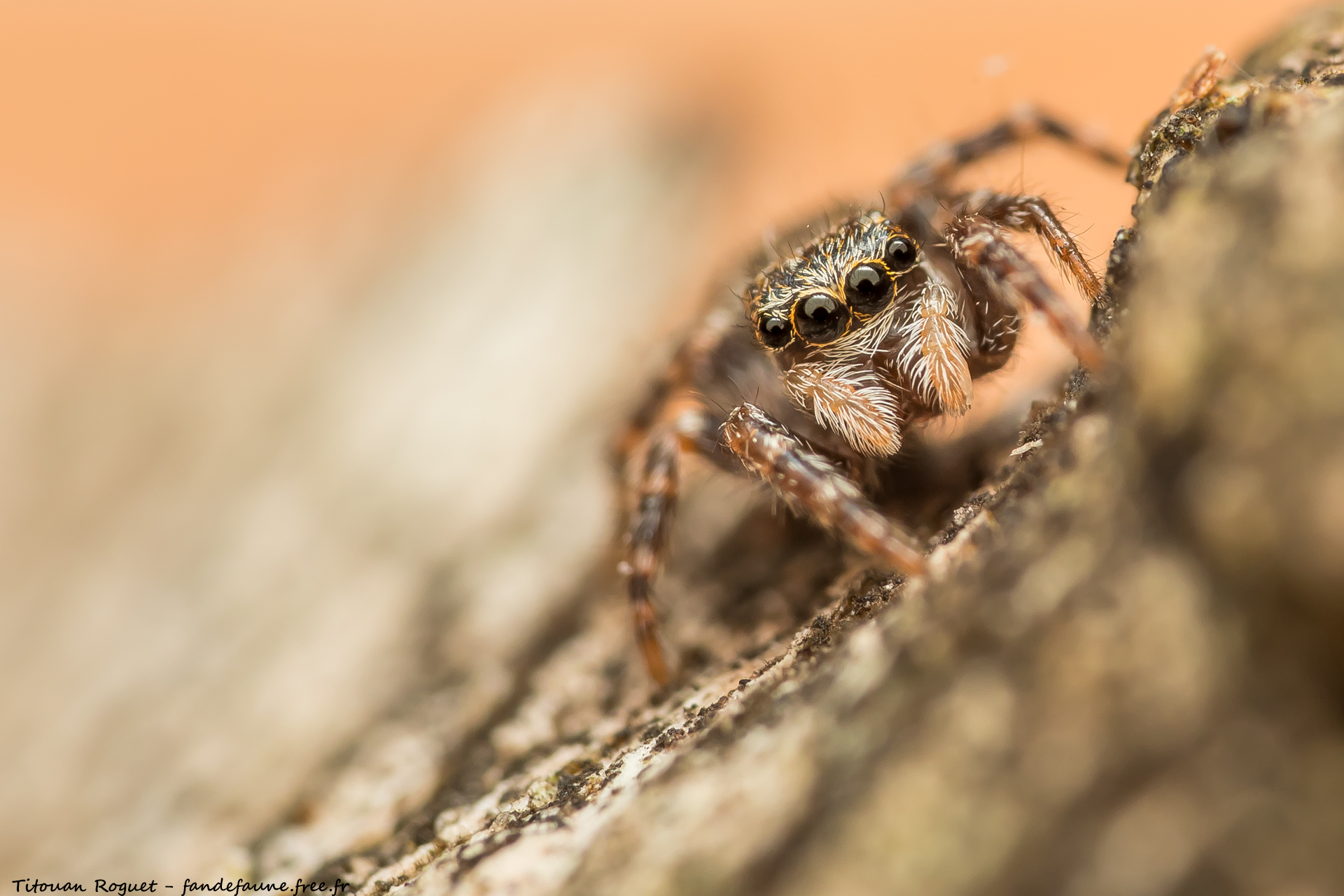 Pseudeuophrys lanigera