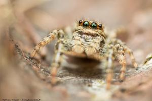Marpissa muscosa
