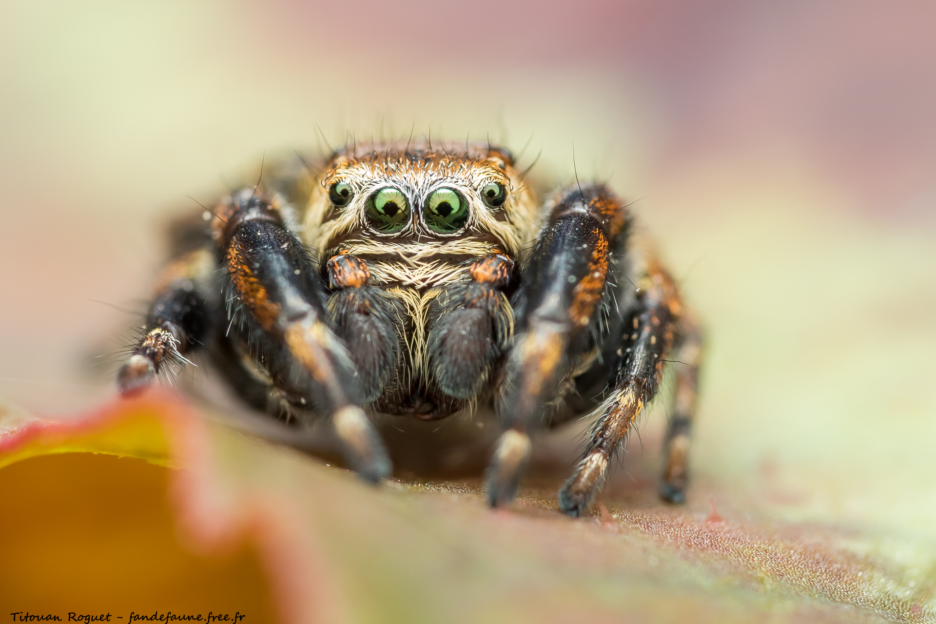 Evarcha arcuata